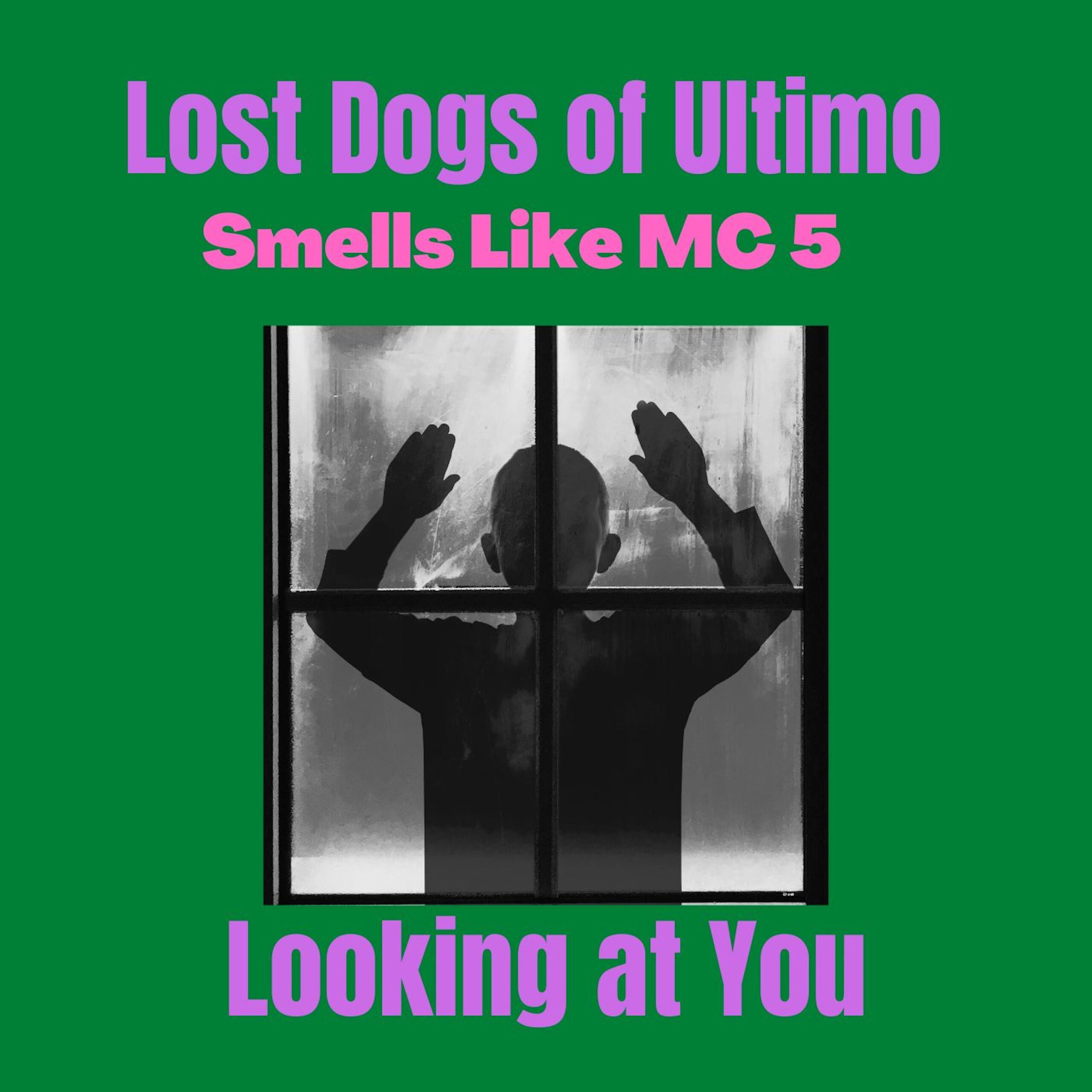 The Lost Dogs of Ultimo